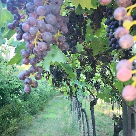 Bellini Viola Apartment *