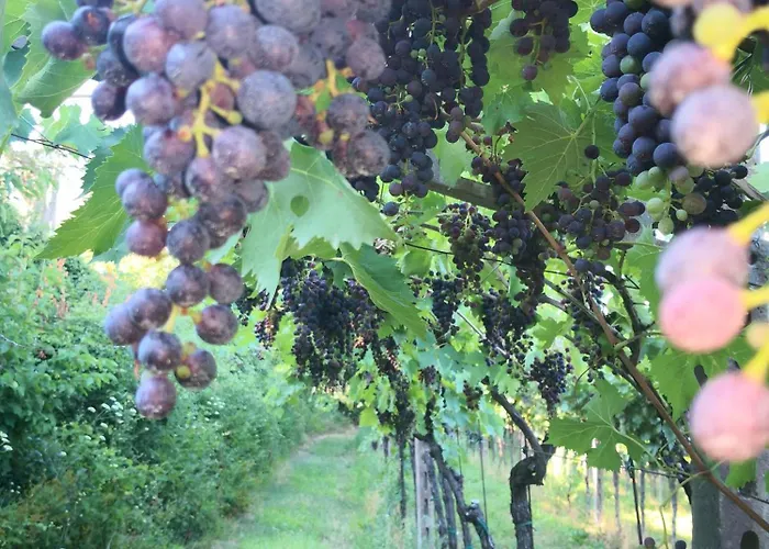 Bellini Viola Apartment *